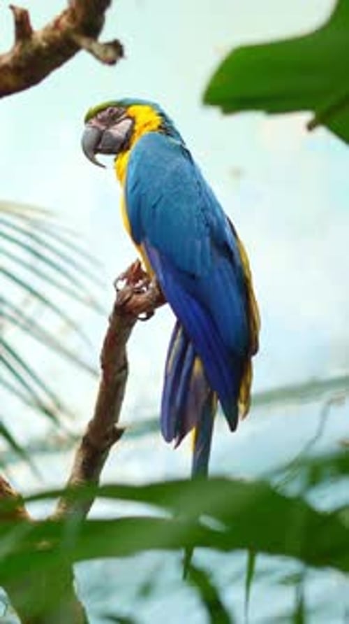 Perroquets aras bleus et jaunes perchés sur un arbre