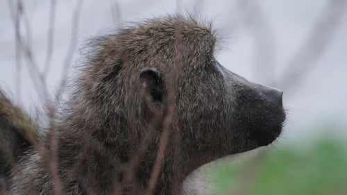 Observing a Calm Olive Baboon - Close Up