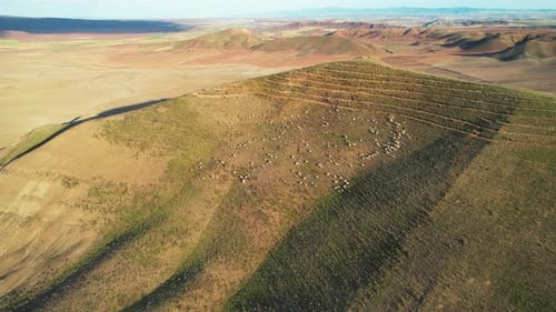 A Herd Of Mountain Sheep And Goats On A Mountain Top