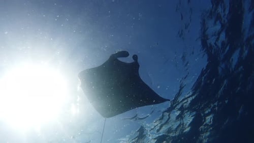 Black Manta Ray Swimming Underwater in Ocean