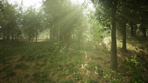 La douce lumière du soleil filtre à travers les bois brumeux français pour créer une ambiance paisible