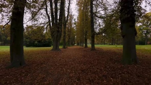 Drone shot of street in city park with trees dominant yellow leaves in autumn