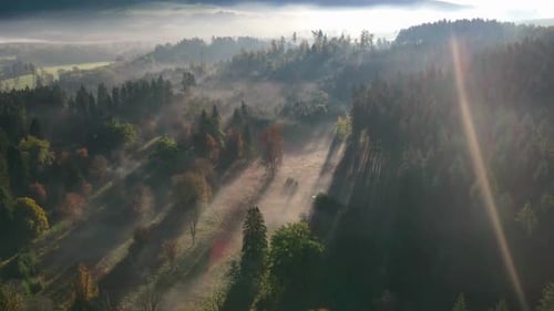 cinematic flight in the morning in a forest