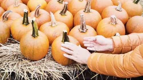 Pumpkin Patch at Farm