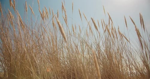Low angle view of golden beach grass gently moving in the wind. Summer breeze. Beach vacation concep