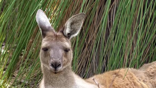 Close-Up of Kangaroo in Natural Habitat
