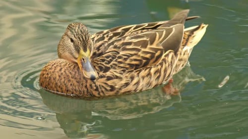 Duck Swimming Peacefully in Calm Water