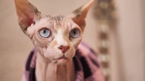 Close Up of Sphinx Cat Wearing Clothes