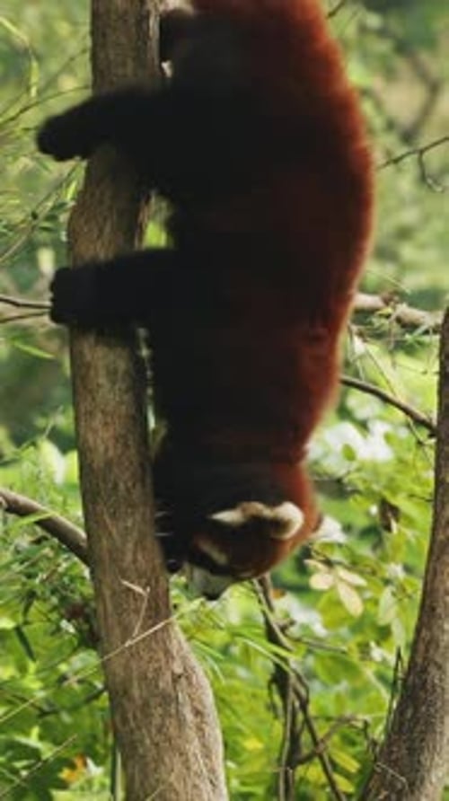 Panda roux grimpe à un arbre