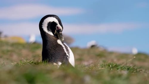 Lone Magellanic Penguin Resting in Grass on Sunny Day