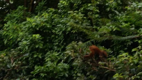 Monkey Mid Jump Through Blurred Green Canopy Captured in Dynamic Motion with Strong Motion Blur