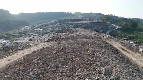 Cattle Grazing at Landfill Site with Waste Pickers