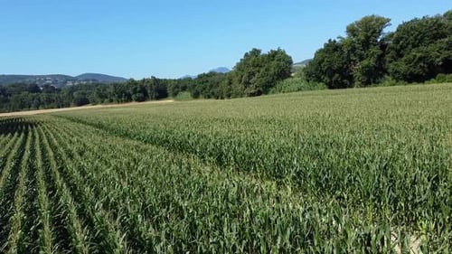 flying above a corn field in the central Italy, Marche region hilly countryside