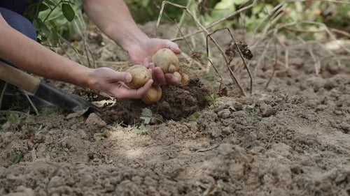 Harvesting Fresh Potatoes from the Earth