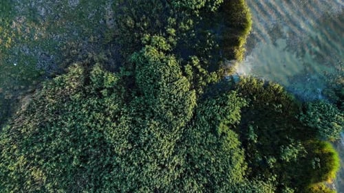 Drone Ascending On Lush Vegetation On The Green Lake. Aerial Shot