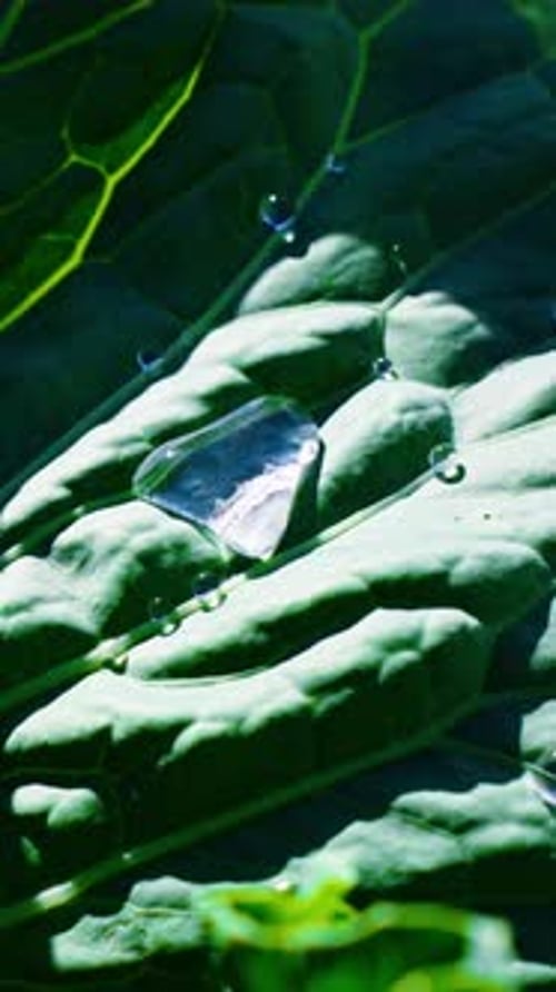 Water Droplets Rest on Lush Green Leaves Showcasing Nature's Beauty in a Tranquil Setting
