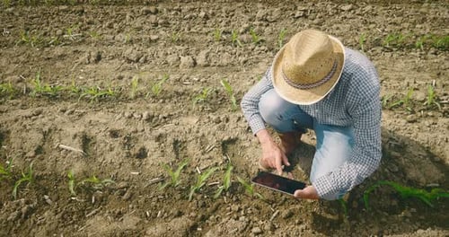 Farmer Inspects Crops with Tablet on a Farm