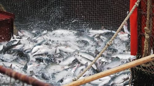 Eine Zeitlupenaufnahme von rosafarbenem Lachs, der in einem Fischernetz planscht