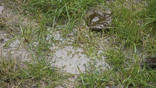 rain falling on leaves and ground