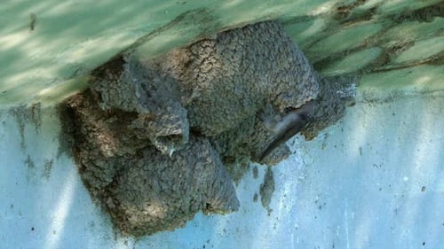 Slo mo: Cliff Swallow bird delivers food to mud nest under bridge