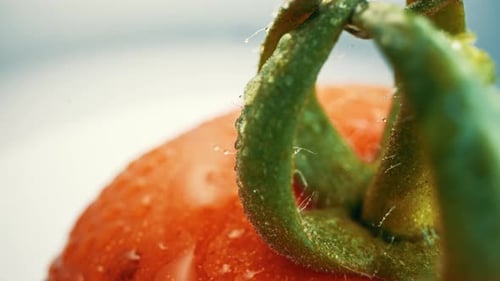 Close Up of Tomato and Green Stem with Droplets