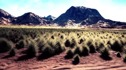 Flat Desert with Bush and Grass