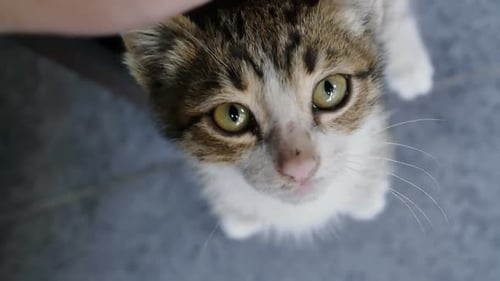 Die Hand eines Mannes streichelt ein süßes graues Tabby-Kätzchen, das auf einem grauen Boden steht
