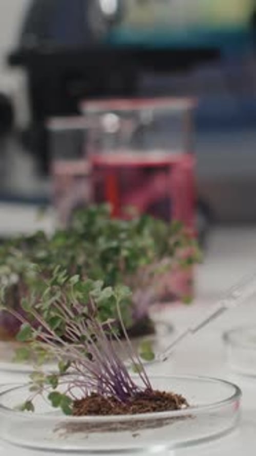 Water Dropped onto Lab Sprouts in Petri Dish