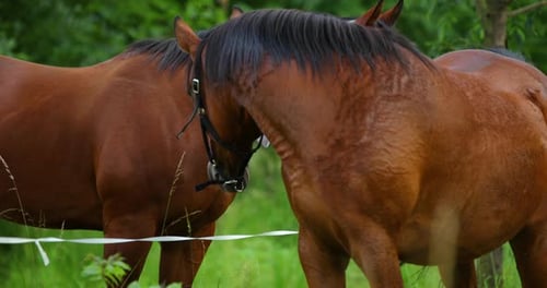 Deux chevaux bruns se touchant doucement le nez démontrant un lien étroit