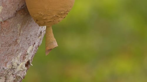 Close Up Footage of Wasps Near Their Nest