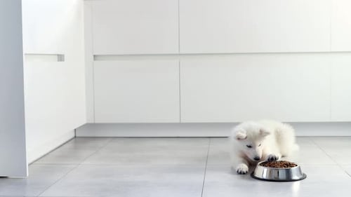 Adorable White Puppy Eating Food in Bright Kitchen