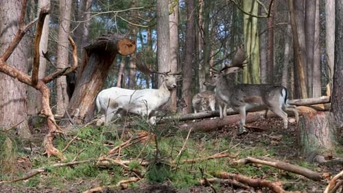 Majestic Deer Herd Grazing in a Forest