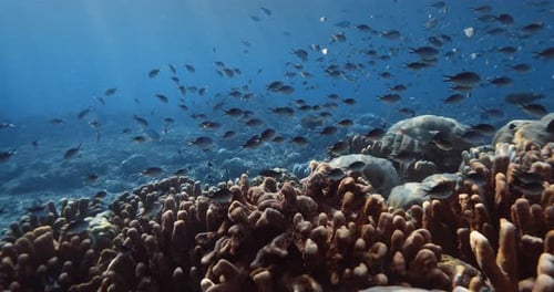 Corals with School of Fish Underwater in Blue Ocean