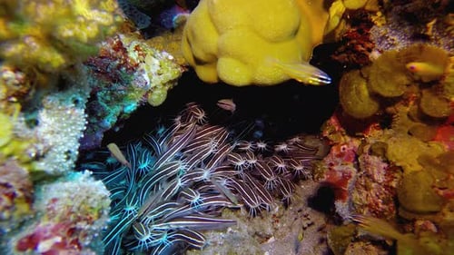 Underwater Tropical Schooling Catfish