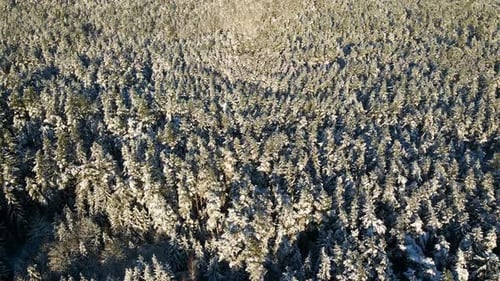 Aerial view of a frozen pine tree forest with snow covered trees in winter. Flight above winter fore
