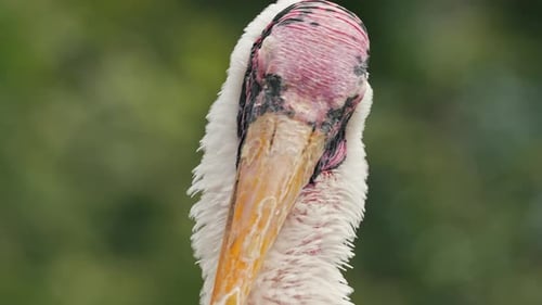 Striking Close-up of a Majestic Yellow-Billed Stork