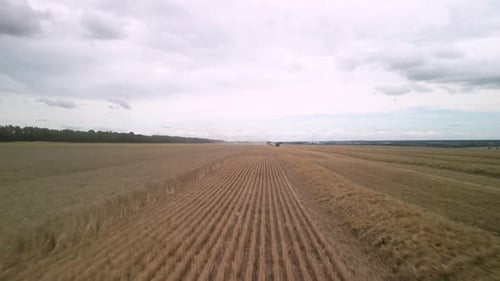 Wheat field aerial view in Ukraine