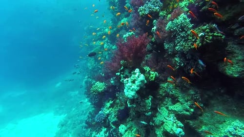 Vibrant Coral Reef Ecosystem Teeming with Fish