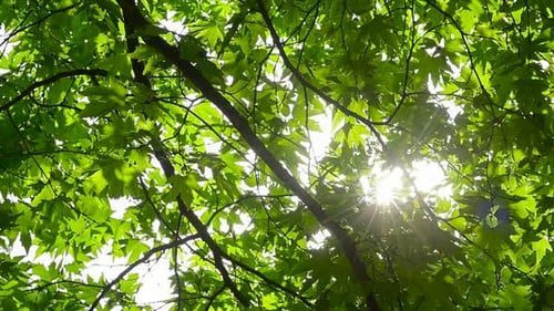 Lush Green Leaves Framing Sunlight