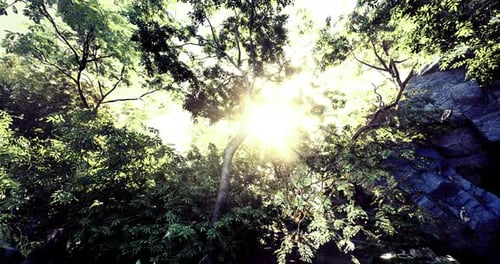 Sunlight Filtering Through Dense Trees in a Lush Forest