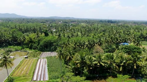 Endless tropical palm tree forest with paddy rice fields in front, aerial view