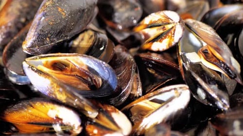 Sauteed Mussels in a Savory Sauce on a Buffet Displayed on a Large Platter Seasoned with Fresh Herbs