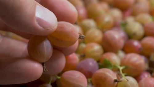 Close up of Hand Holding Juicy Gooseberries