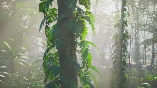 Dense Green Forest Teeming With Trees