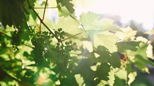 Close-up of Green Unripe Grapes. Green Leaves of a Grape Bush. Sunny Summer Garden. Farming.