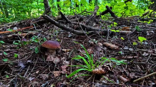 Mushroom Growing in Forest Underbrush, Close Up