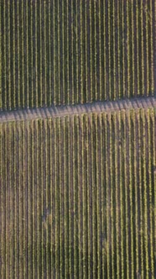 Aerial View of Vineyards Field Plantation on Sunset Cinematic Drone Aerial View on Green Highland
