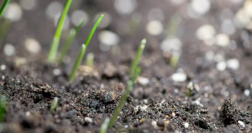 Gros plan macroscopique de la germination et de la croissance d'une petite culture de céréales à graminées fraîches