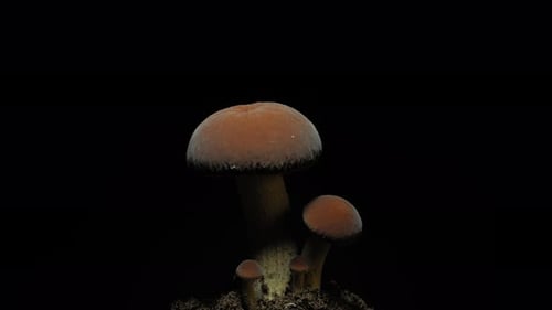 Mushrooms Growing Time-Lapse on Black Background