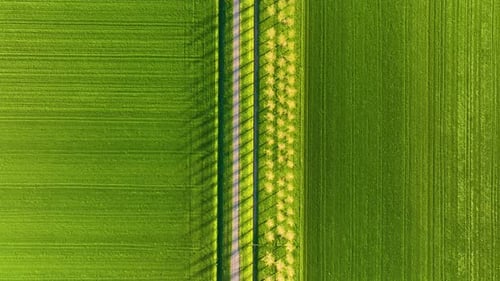 Aerial top-down view of a symmetrical green field with a straight road and trees.